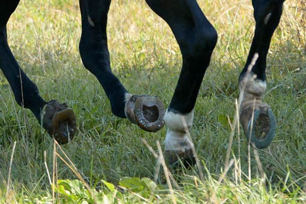 Hufe eines Quarterhorses beschlagen mit Sliders und alternativen Hufeisen