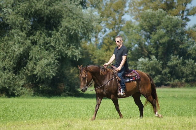 Reiter auf einer Wiese