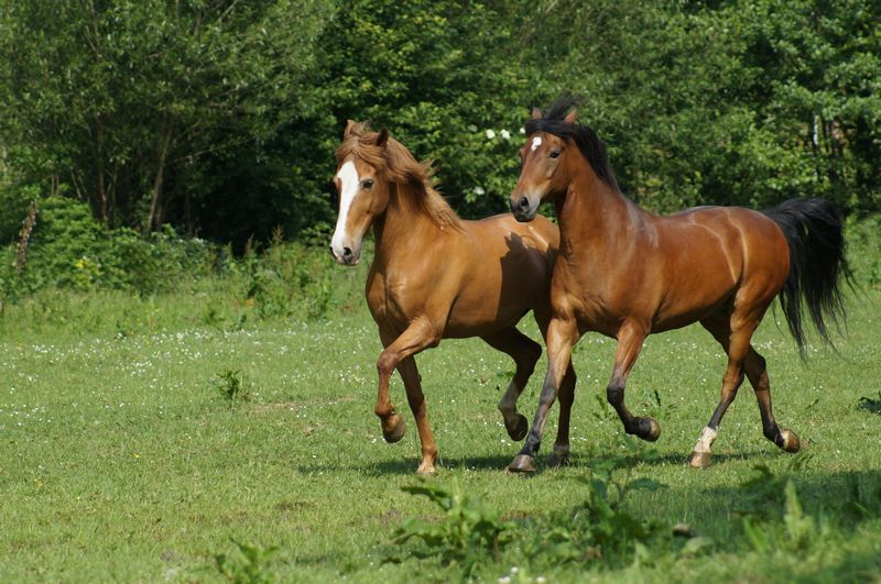 zwei Paso Fino Wallache auf der Koppel