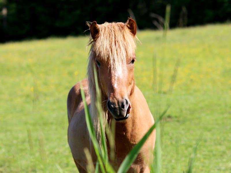 Pferd auf der Graskoppel