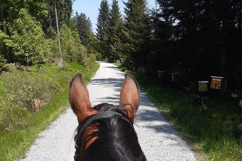 Blick über den Pferdekopf beim Ausreiten