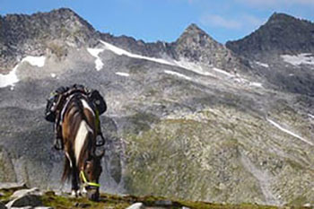 Pferd gesattelt mit Packtaschen grast vor einer Bergkulisse