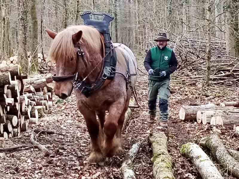 Kaltblut bei der Forstarbeit