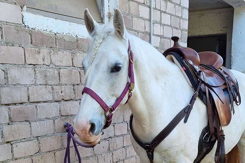 bereits gesatteltes Pferd wartet angeleint am Putzplatz