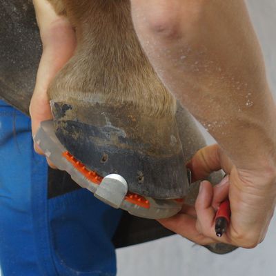 un maréchal-ferrant teste si le fer à cheval avec pinçons latéraux est de la bonne taille pour le sabot