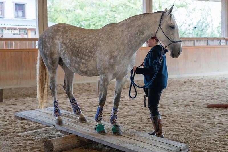 Cruzado Stute steht auf einer Wippe beim Trailkurs