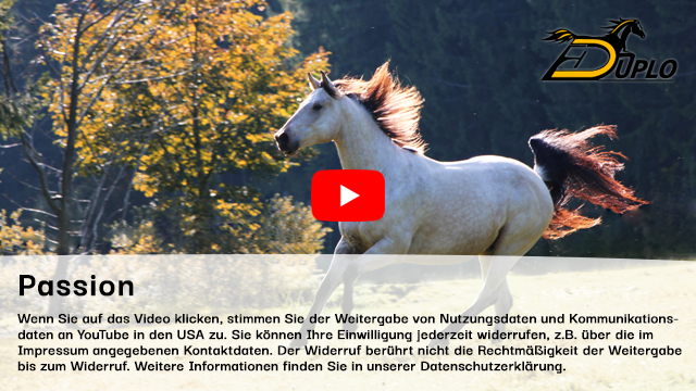 ein Quarterhorse Wallach galoppiert im Herbst auf einer Koppel