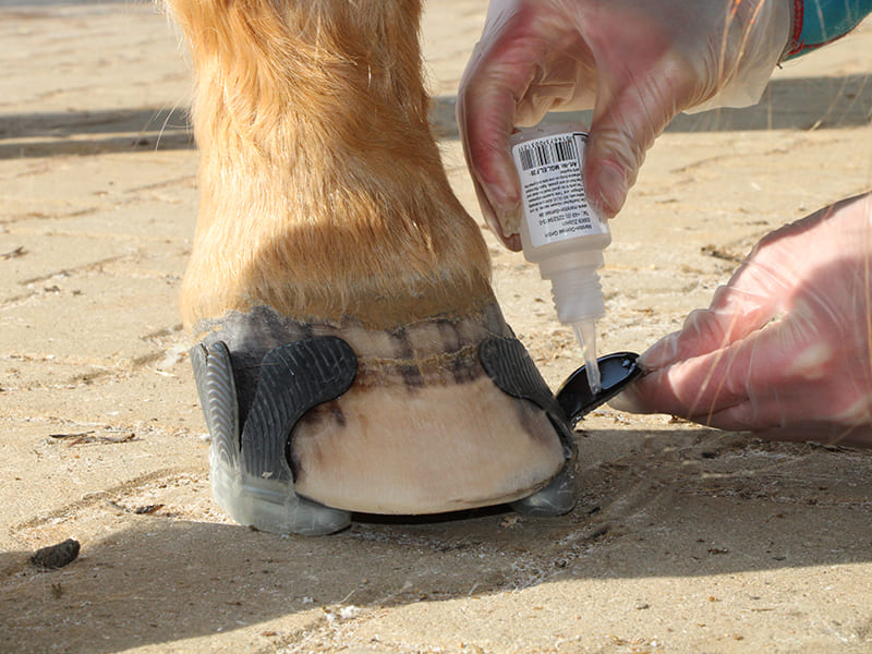 Adhesives for a Glued Alternative Hoof Protection — Duplo