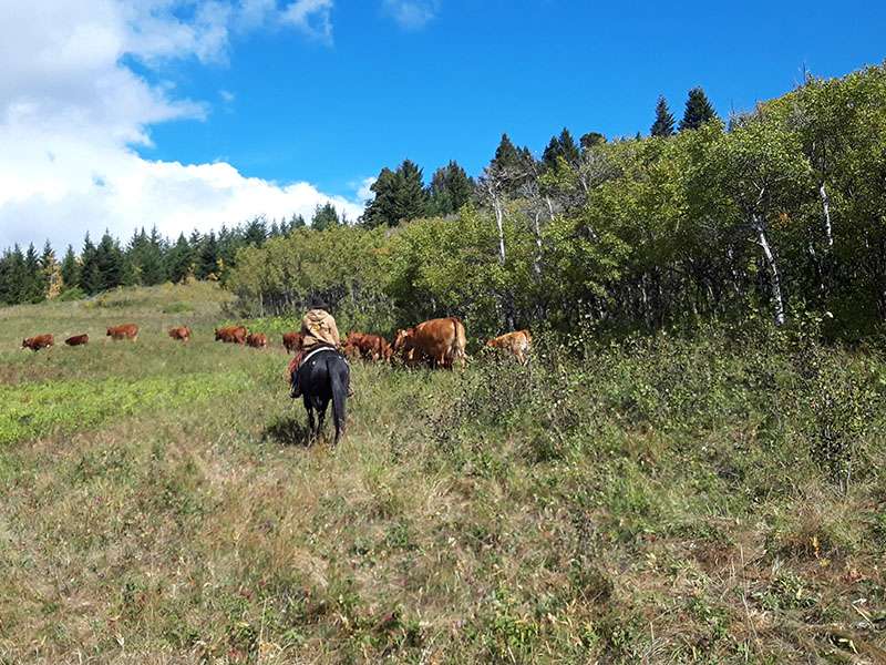 An Appaloosa wrangels the cows home from the summer pasture in Canada.