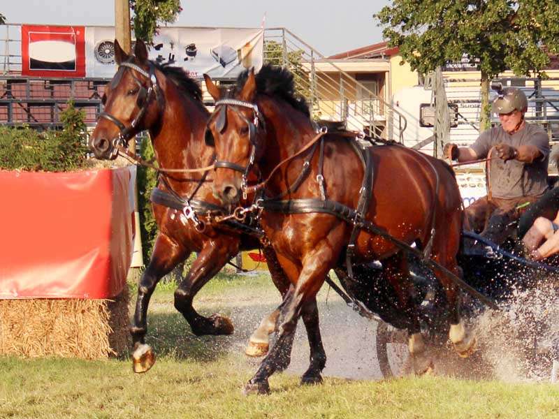 Deux chevaux tirent un attelage à travers un fossé d'eau lors d'une course chez les Titans de l'hippodrome.