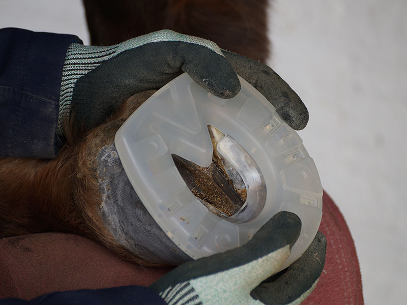 non-metal shoe on a horse's hoof