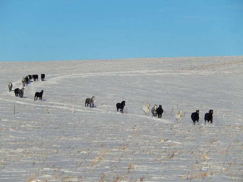 A herd of horses gallops down a snowy slope.