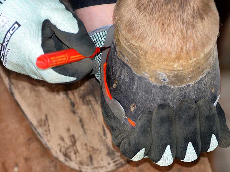 marking the hoof shape to a clipped composite horse shoe