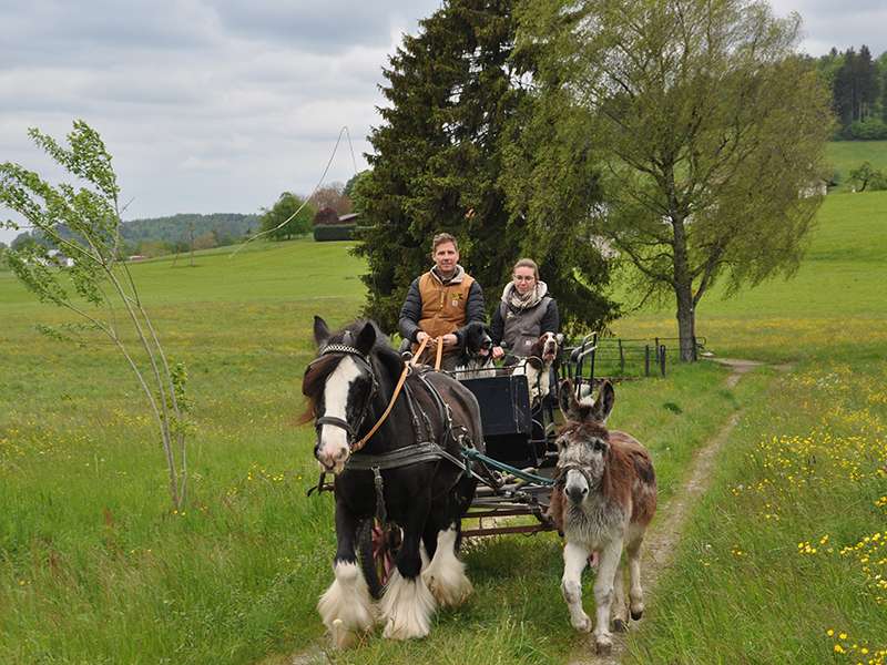 An excursion carriage in Switzerland, pulled by a cold-blooded horse.