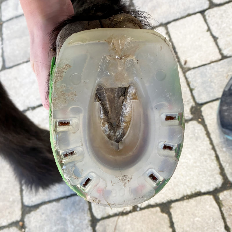 herradura en el casco de un burro