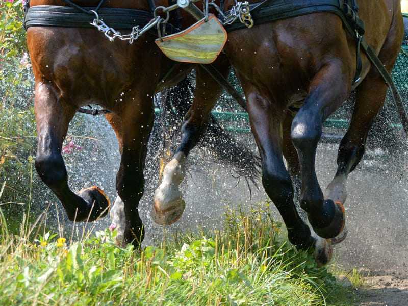 caballos de tiro con herraduras compuestas galopando a través de un arroyo hacia un prado