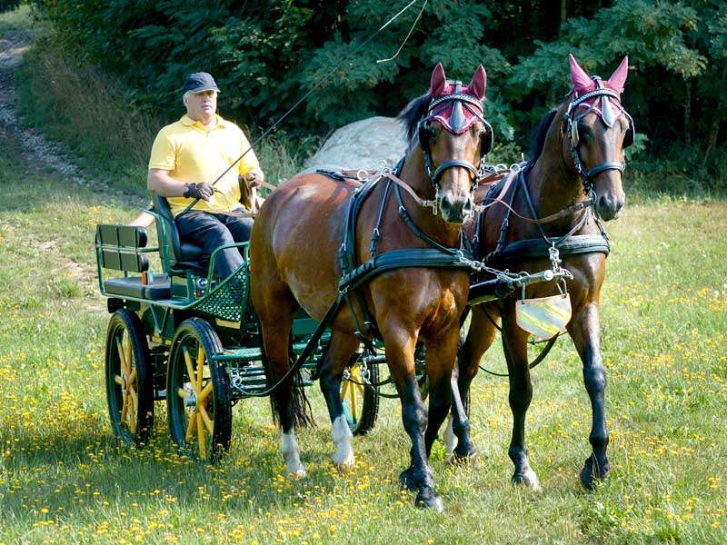 Dos caballos marrones Moritzburgers tiran de una carroza verde en el prado, el cochero lleva una camisa amarilla.