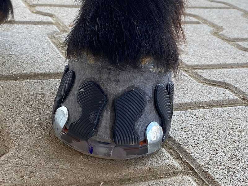 clipped glue-on horseshoe made with Wolf Busch® glue-on tabs on the horse's hoof