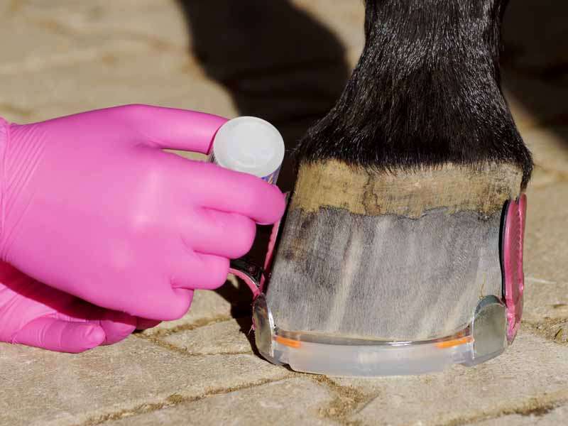 Gluing a Composite Shoe to the Hoof