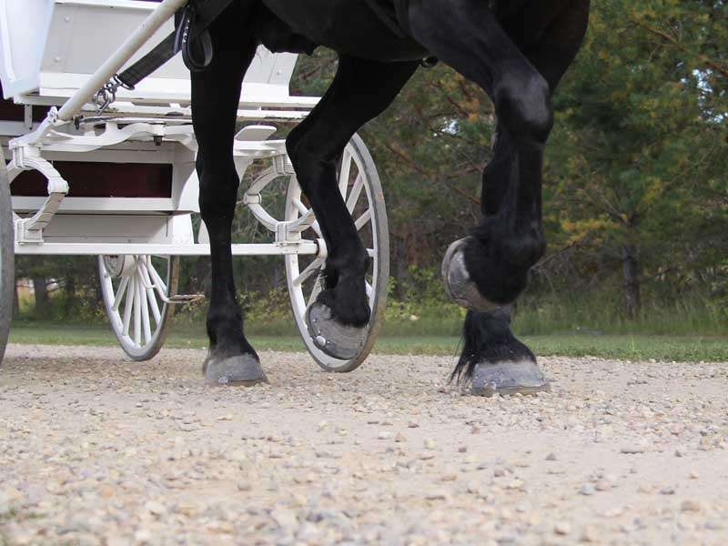 Percheron mit alternativem Hufeisen für Kaltblutpferde zieht eine weiße Kutsche