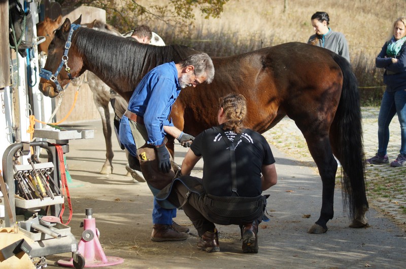 Formation continue sur le cheval pour les maréchaux-ferrants