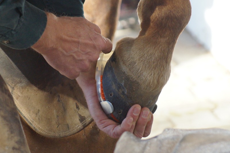 Adjusting the horseshoe to the individual hoof shape of the horse.