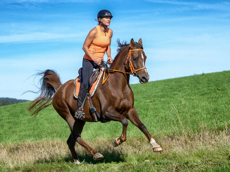 ferro alternativo nell’endurance - amazzone con maglia arancione su cavallo baio con sottosella e testiera arancioni su prato verde