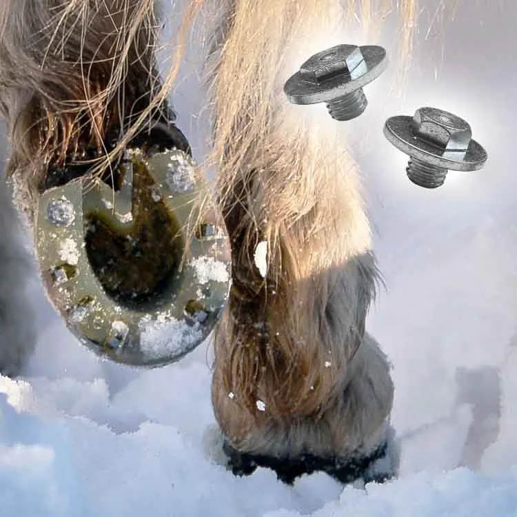 ein Islandpferd geht durch den Schnee, man sieht den Huf, der mit einem Verbund Hufeisen beschlagen ist, im Trachtenbereich sind zwei Stollen eingeschraubt