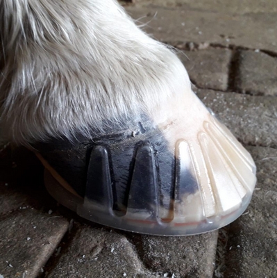 a horse's hoof shod with a glue-on horseshoe