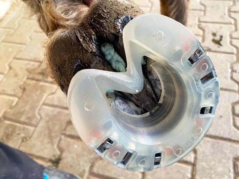 im Strahlbereich modifiziertes Hufeisen