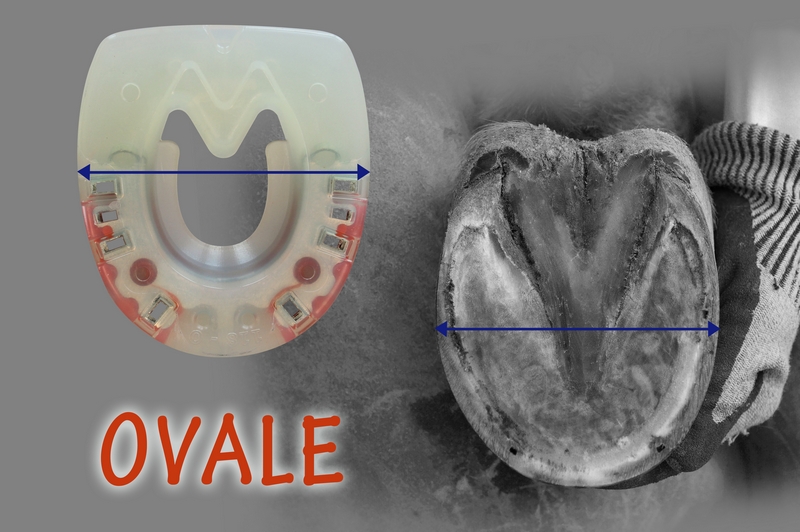 Zoccolo ovale - dopo il pareggio, pronto per la ferratura, e ferro di cavallo corrispondente; una freccia segna il punto più largo dello zoccolo e della ferratura