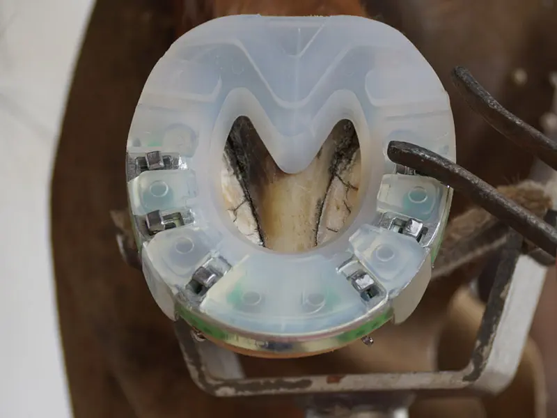 Dettaglio durante la chiodatura della ferratura alternativa Arizona sullo zoccolo del cavallo. Il maniscalco utilizza una tenaglia per inserire completamente il chiodo nel foro del chiodo ribassato.