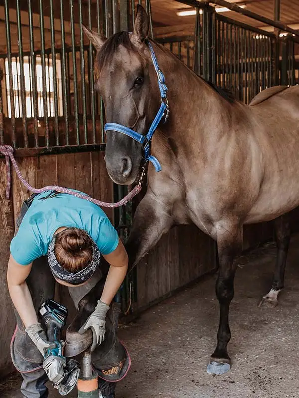 Farrier Sandy Frank performing barefoot trimming with a flex tool in the stable aisle. The horse has its left front hoof on the hoof stand.