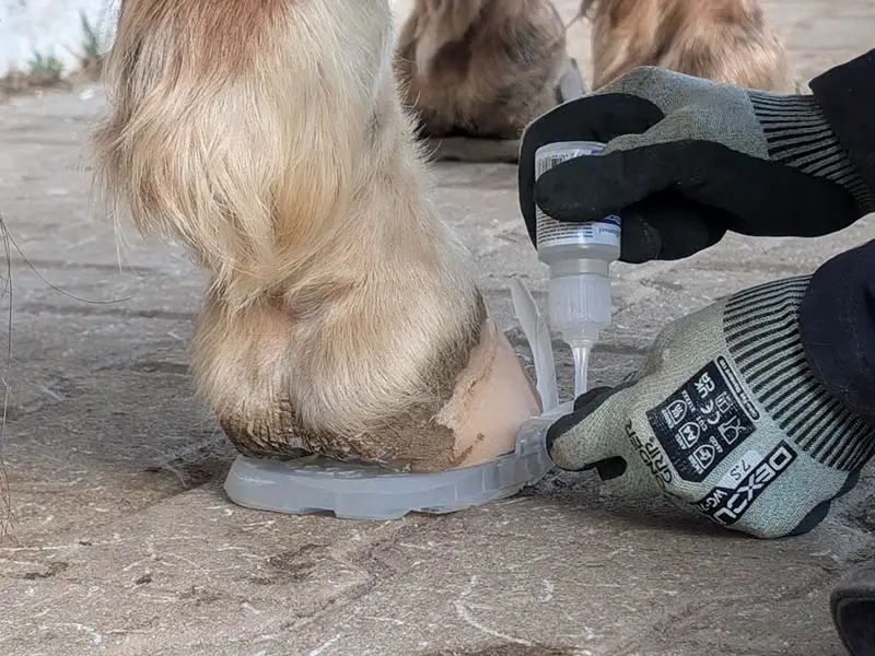 Detailaufnahme beim Ankleben einer Wolf Busch&reg; Basic Lasche auf den Hinterhuf eines Pferdes. Die Hufschmiedin spreizt eine Lasche vom Huf ab und trägt den Marston Domsel Blitzschnell Sekundenkleber auf.