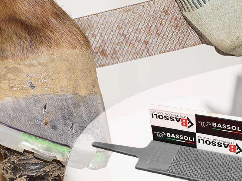 Hufschmied beim Feinschliff mit der Hufraspel nach dem Beschlagen und Produktbild der Bassoli Costanza Hufraspel.