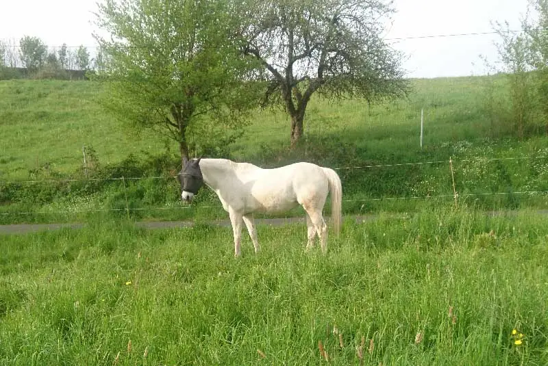 Cavallo bianco con maschera antimosche in piedi su un prato