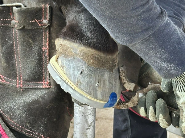 Close-up of clinching on the hoof. The horseshoe is a composite horseshoe with two wedges and a blueline® weld-on clip used as a toe clip.