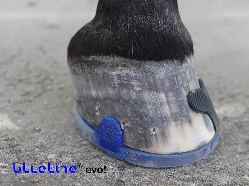 Detailaufnahme eines Hufes mit dem blueline® evo! Beschlag, der auf der einen Hufseite geklebt und auf der anderen Hufseite genagelt wurde.