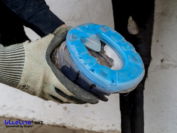 Der blueline® NXT ohne Metalleinleger ist mit Wolf Busch® Klebelaschen am Huf festgeklebt.
