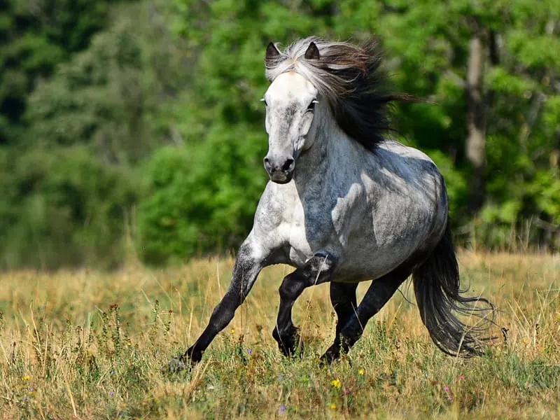Pferd in Wiese mit alternativem Hufschutz