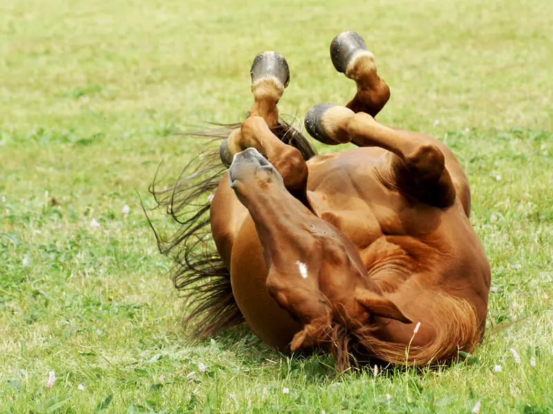 Pferd mit alternativem Hufschutz wälzt sich in der Wiese