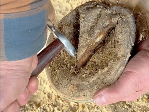 Der Hufschmied kratzt die Strahlfurchen mit der spitzen Seite des Dick Hufräumers aus.