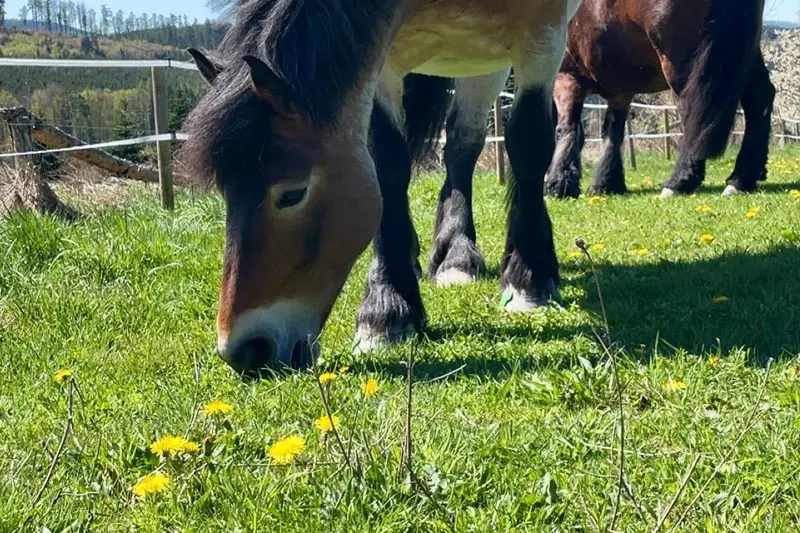 Kaltblutstute mit Klebebschlag beim Grasen auf der Koppel.