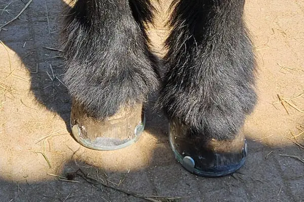 Vorderhufe eines Ardenner Wallachs mit genagelten Hufeisen mit Seitenkappen