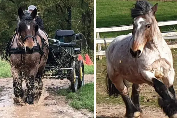 Ardenner Wallach beim Galoppieren auf der Koppel und beim Ziehen einer kleinen Kutsche