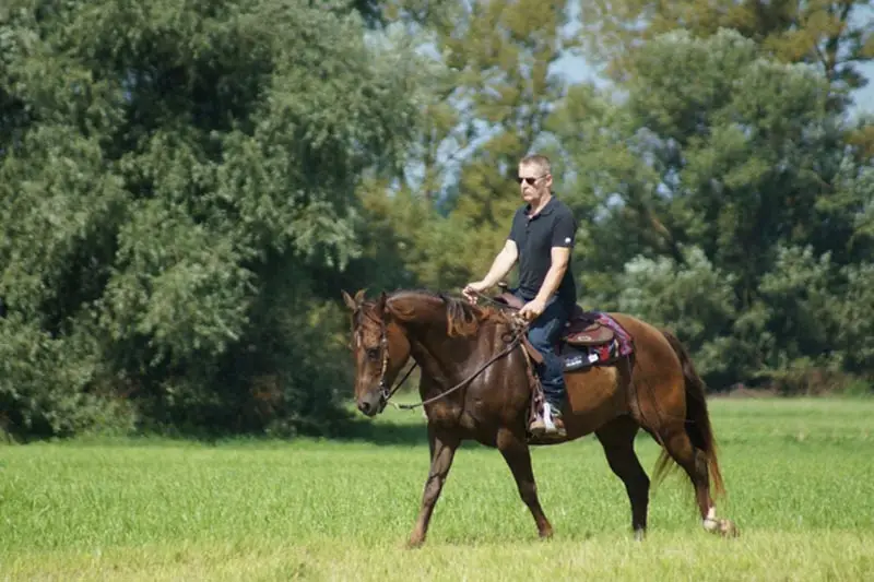 Rider on a meadow