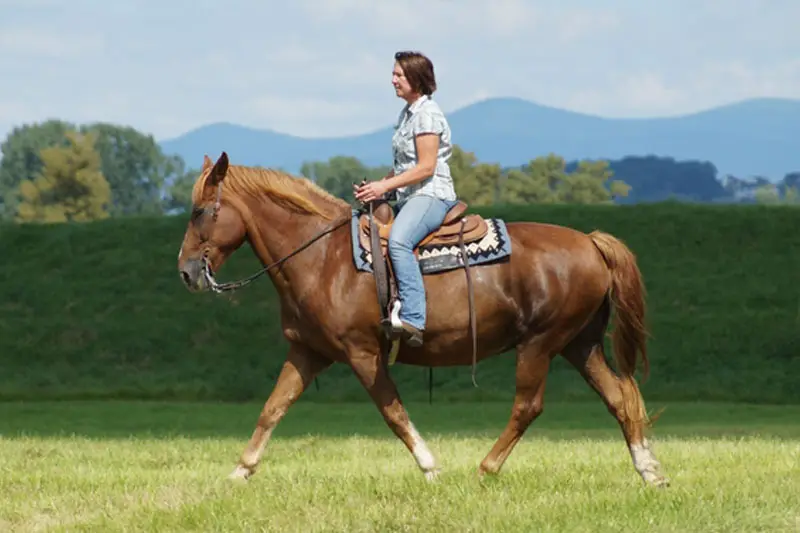 female Rider on a meadow