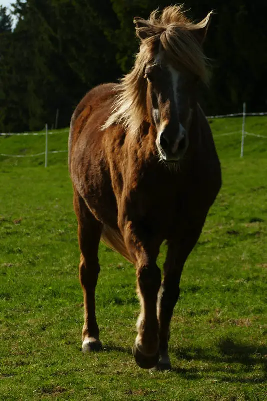 Islandpferd auf der Graskoppel