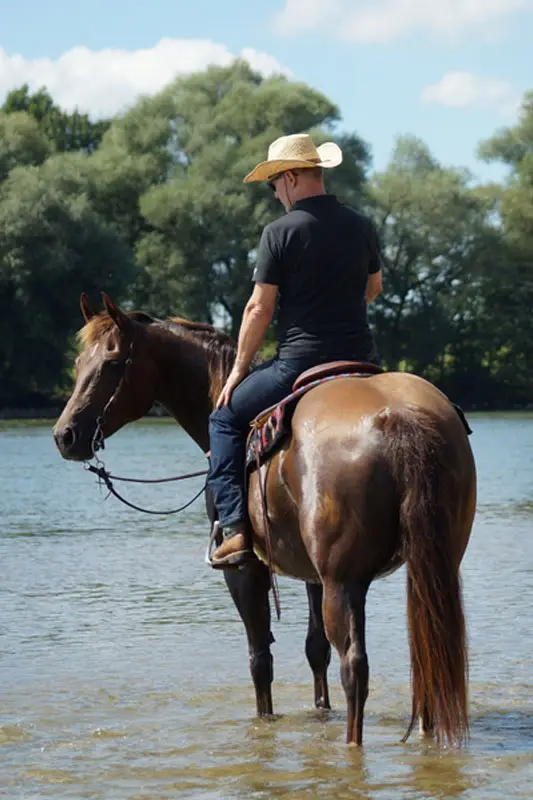 Brown horse with rider standing in the river.
