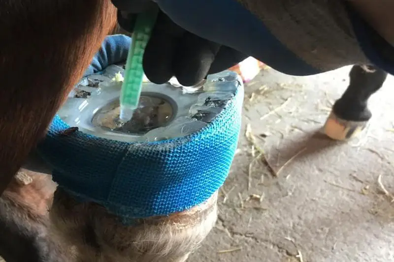 Der hufschmied füllt das Gusspolster in den Cast-Beschlag ein..